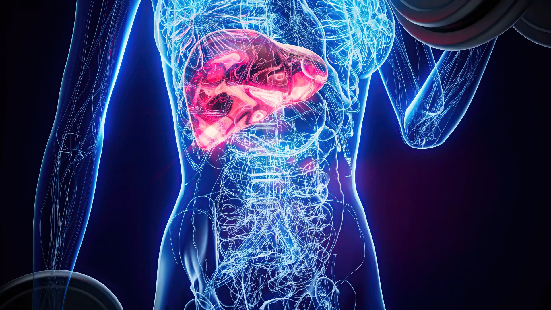 liver